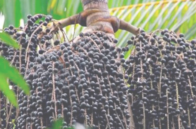 Açaí