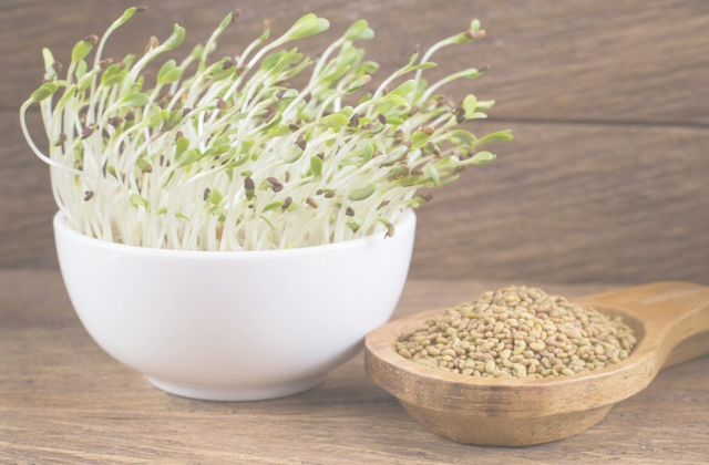 Alfalfa