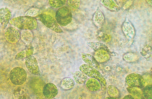 Chlorella
