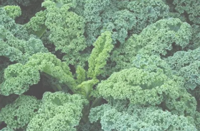 Kale (Col rizada)