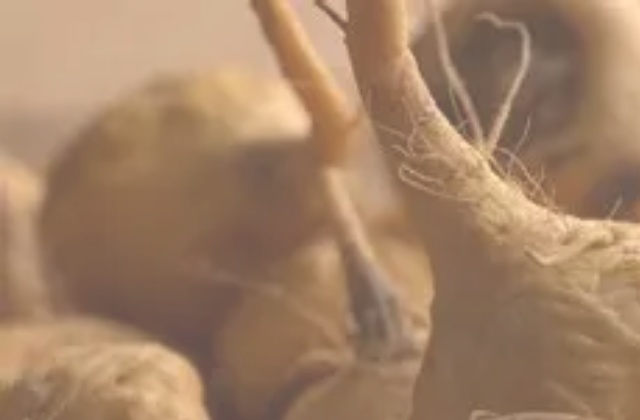 Maca