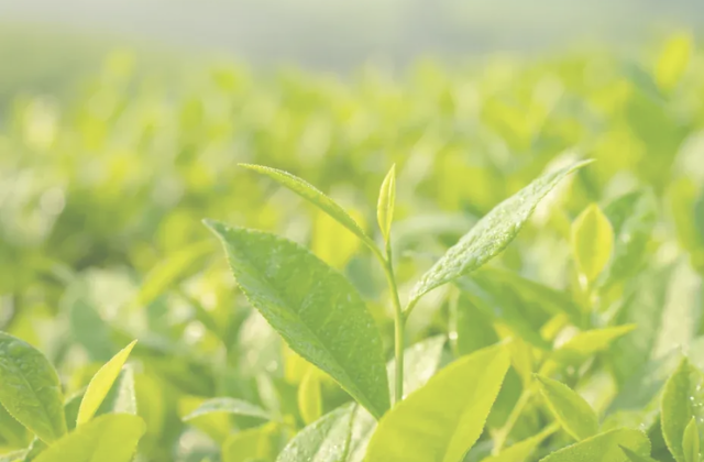 Té verde